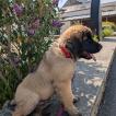 Aslan