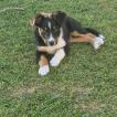Ayrton, Border Collie