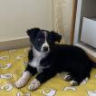 Sansa, Border Collie