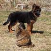 Harley, Berger Allemand