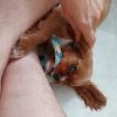 Albus, Cavalier King Charles Spaniel