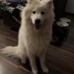 Yuno, Samoyede