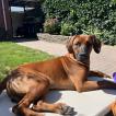 Nio, Rhodesian Ridgeback