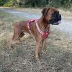 ASLAN
