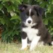 Maverick, Border Collie