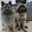 Aslan