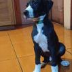 Escanor, German Mastiff