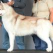 Endergrand Bolt, Husky Siberien