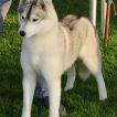 ColSnow Atenea, Husky Siberien