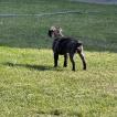 Jack, Carlino