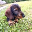 Roger, Dachshund