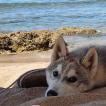lucky, Husky Siberien