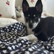 Mico, Husky Siberiano
