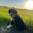 Nala, Pastor Australiano