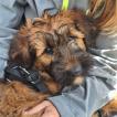 Ael Mat, Briard