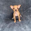 Pinscher, Pinscher (Alemán)