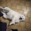 ayuki, Samoyede