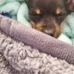 Pulguinha, Pinscher