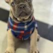 Gohan, Französische Bulldogge