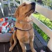 Xico, Golden Retriever