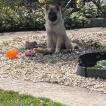 Alpha, Eurasier