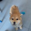 Haru, Shiba