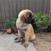 Aslan