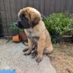 Aslan