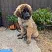 Aslan