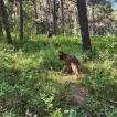Freya, Berger Allemand