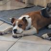 Raìs, American staffordshire terrier