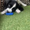 Marley, Springer Spaniel Inglese