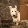 Lockie, Terrier Escocés