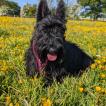 Nessie, Terrier Escocés