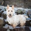 Alba, Terrier Escocés