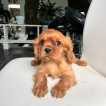 Akira, Cavalier King Charles Spaniel