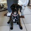 Albi, Boxer