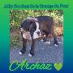 Archaz, Boxer