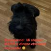 Mario, Schnauzer (Mittelschnauzer)