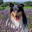Prince Charlie The 2nd, Collie