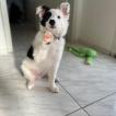 Oliver