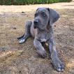 Alya, Cane Corso