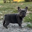 Drac, French bulldog
