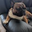 Vlad, French bulldog