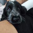 Lilly, Cocker Spaniel