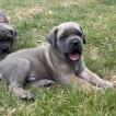 Arès, Cane Corso