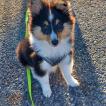 Koda, Pastor De Shetland