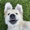 Tisa, Golden Retriever