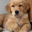Yuna, Golden Retriever