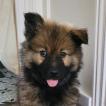 Aloy, Eurasier